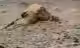 Turtle Rock on Mars